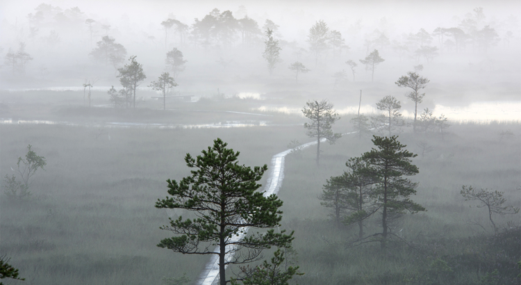 Estland Soomaa Nationalpark Nebel Foto Sven Zacek